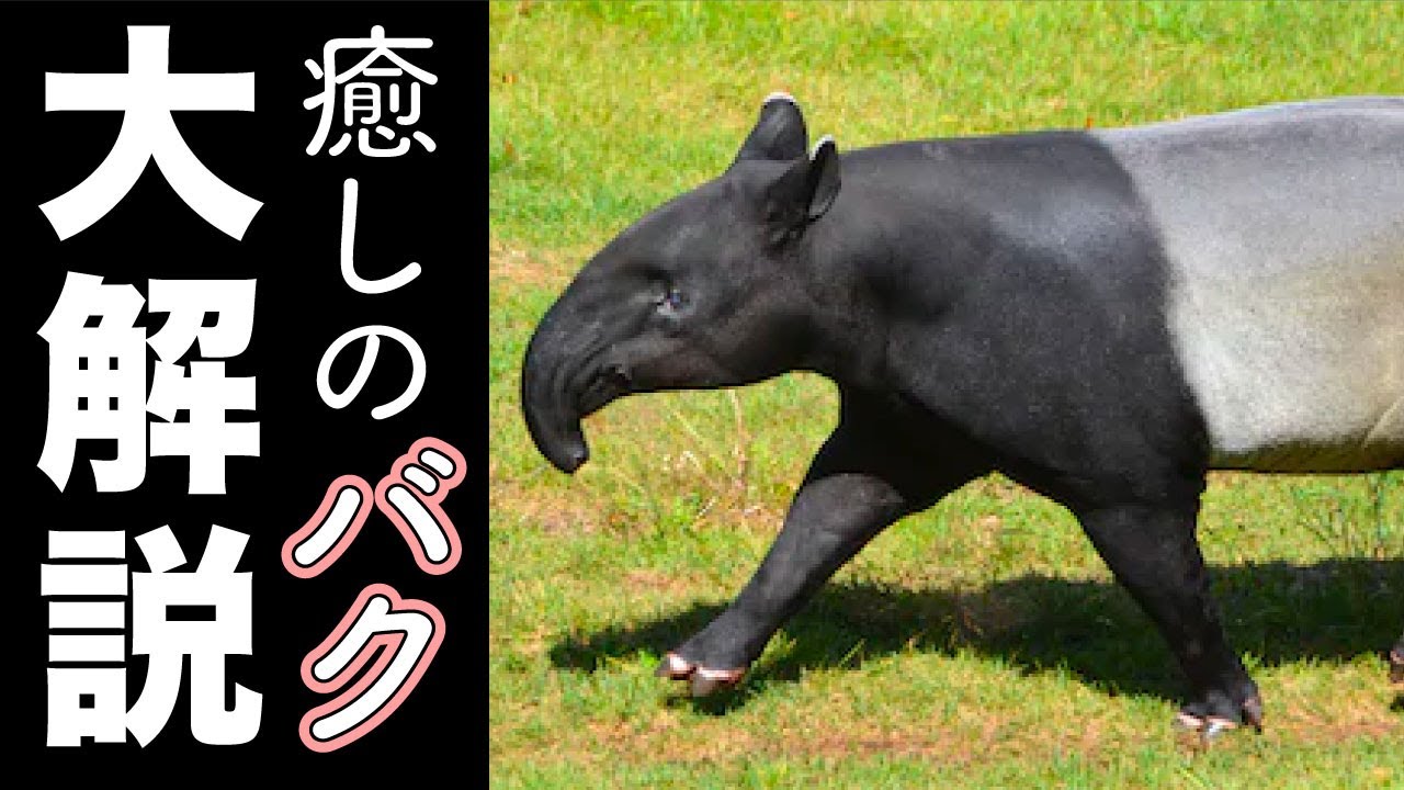 映像 マレーバクはなぜ白黒 夢は本当に食べるの Youtube 映像 マレーバクはなぜ白黒 夢は本当に食べるの Youtube
