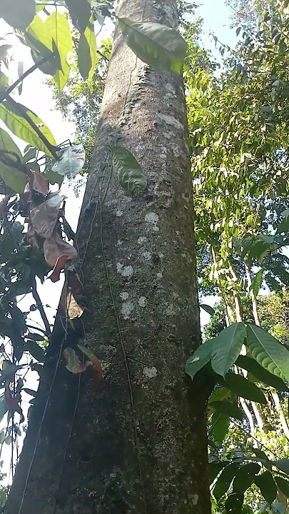 POHON KENANGA HUTAN KEMUNGKINAN SUDAH BERUMUR RATUSAN TAHUN