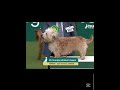 glen of imaal terrier