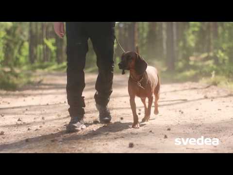 Video: Ska Du Köpa Husdjursförsäkring?