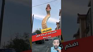 اكبر ثعبان في العالم ثعبان التيتانوبوا 