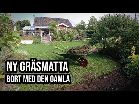 Video: Gräsmatta. Enhet, Sådd, Ny, Dekoration. Landskap. Gräs. Ett Foto