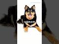 5 Surprising Finnish Lapphund Dog Facts!🐶