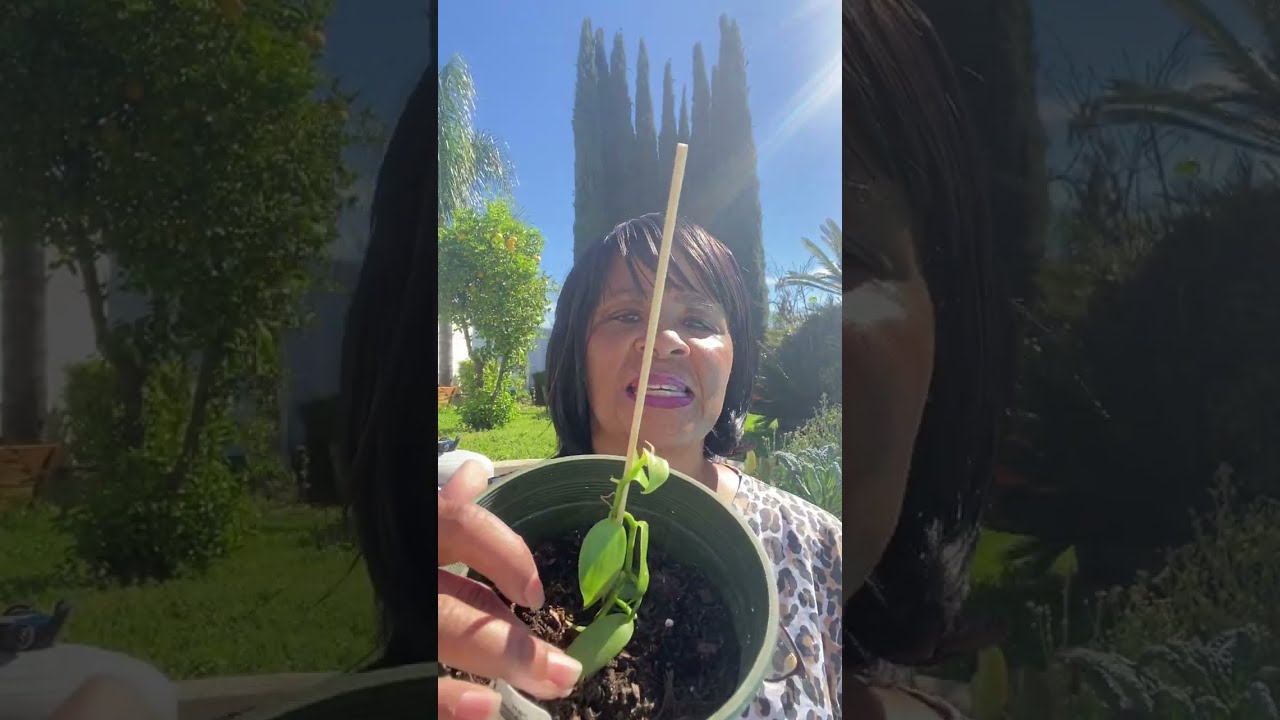 Will my Jamaican Cherry Tree live! Let’s replant it and see. 