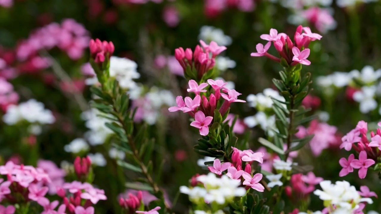 1 Hour Blooming Garden Flowers | Real Nature Sounds for Relaxation, Focus & Sleep