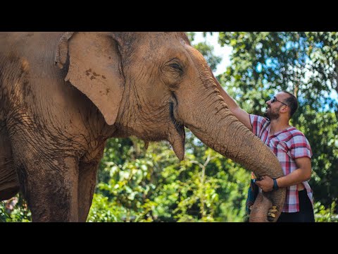İşkence Edilmiş Filler İle 1 Gün! (Unutulmayacak bir deneyim..) #170
