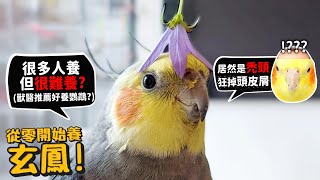 【從零開始養】玄鳳鸚鵡!大禿頭?超會掉頭皮屑?很多人養但很難養?獸醫推薦較好養的鸚鵡?會唱豆豆龍?【許伯簡芝】Parrot!cockatiel!