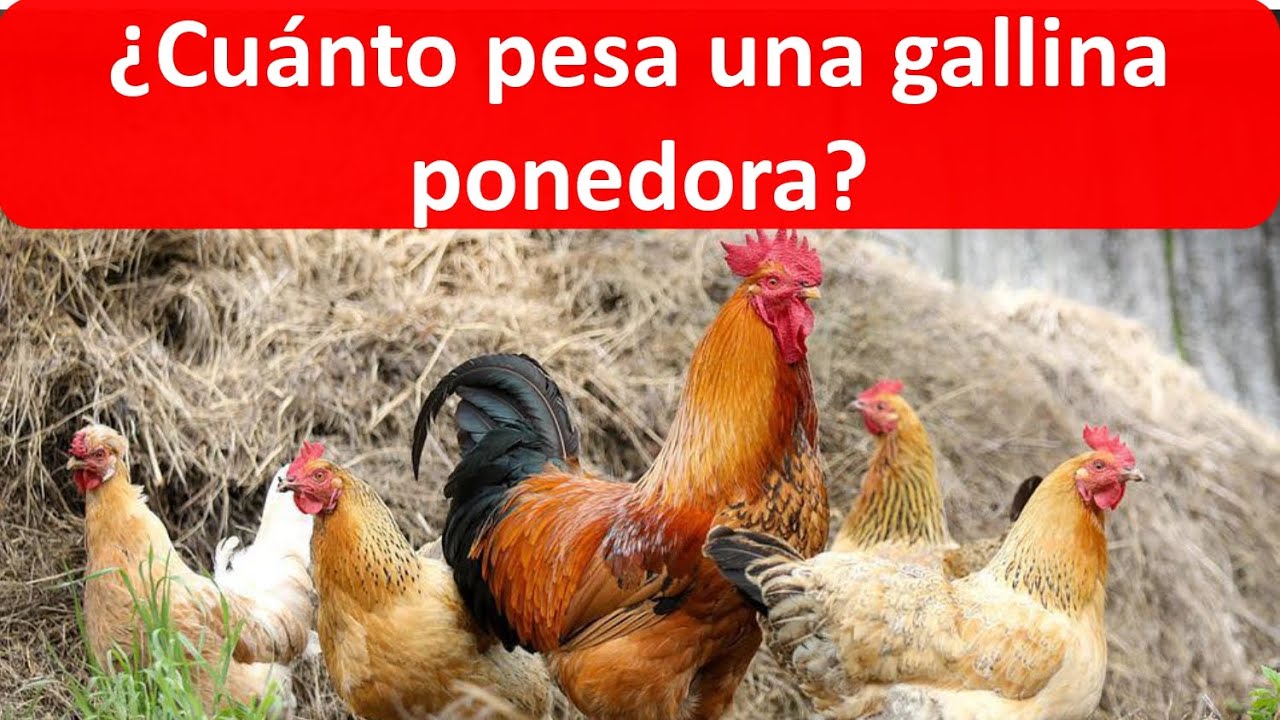 Cuanto pesa una gallina ponedora YouTube Cuanto pesa una gallina ponedora YouTube