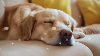 10 HOURS of Dog Calming Music For DogsAnti Separation Anxiety Relief MusicSleep dog HealingMusic