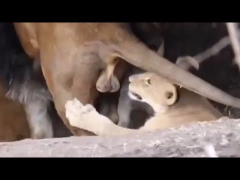 Lion cub play with Dad's balls.