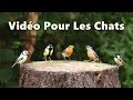 Oiseaux à surveiller pour les chats ~ Oiseaux dans mon jardin