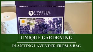 Unique Gardening: Planting Lavender Directly from a Bag by Auyanna Plants 107 views 2 months ago 6 minutes, 49 seconds