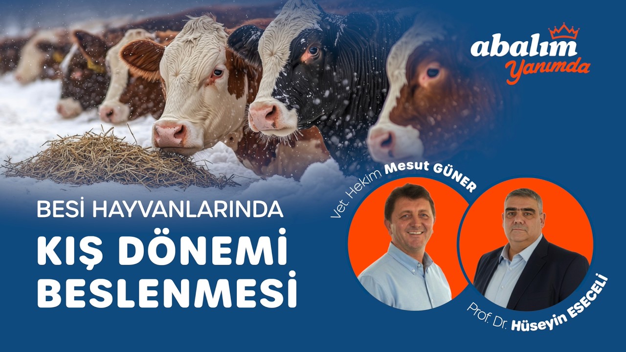 Besi Hayvanlarında Kış Dönemi Beslenmesi