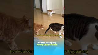 Chú Mèo Hoang Gãy Xương Chậu Sau Hơn 1 Tháng Điều Trị Cuối Cùng Cũng Được Xuất Viện