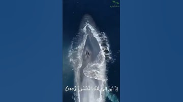 تلاوة مباركة لما تيسر من سورة الصافات (وَإِنَّ يُونُسَ لَمِنَ الْمُرْسَلِينَ )۝
