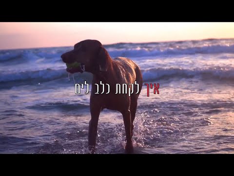 וִידֵאוֹ: היצרות של תעלת פילוריקה בכלבים