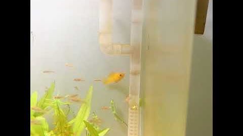 CÁ CẢNH I Hồ thuỷ sinh bị rêu nâu, xin cách khắc phục