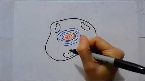 14_Confocal Microscopy_Sappington