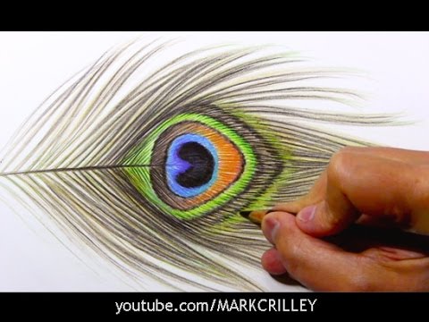 Featured image of post How To Draw A Peacock Feather : Begin by drawing two curved lines, nearly enclosing an oval.