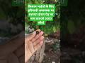क्या आप पेड़ पहचान सकते हैं? सही बताओ और ₹5000 जीतो! 🌳🔥 #KisanKiBaat