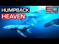 Swimming with majestic humpback whales in Tonga's deep sea | 60 Minutes Australia