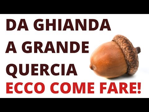 Video: Crescita della quercia a colonna - Suggerimenti per la cura delle querce a colonna