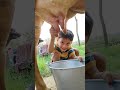 Choti Choti Gaiya Udyeeyt Song Love Funny Choti Choti Gaiya Udyeeyt Song Love Funny