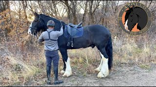 Trail Ride On A Giant Shire Horse - Apollo The Shire Goes On A Mountain Trail Ride