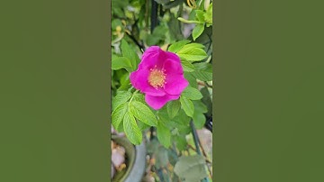 Thumbnail of Dog rose