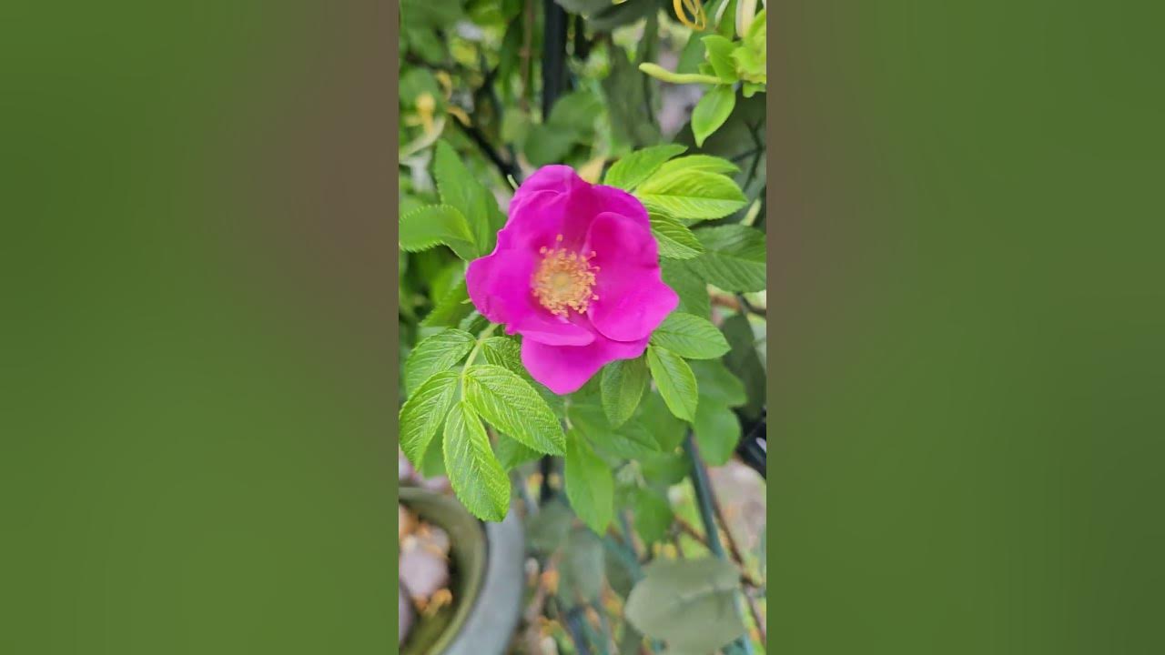 Dog rose