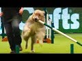 Ozzy Man Reviews: Greatest Show Dog Ever Returns!