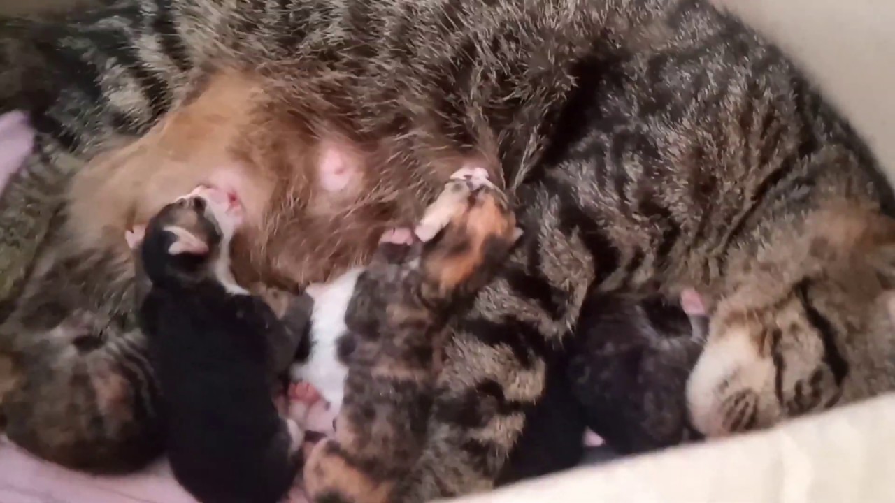 Anak kucing baru ku😍 