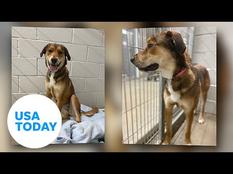 Missing rescue dog finds way to back shelter | USA TODAY