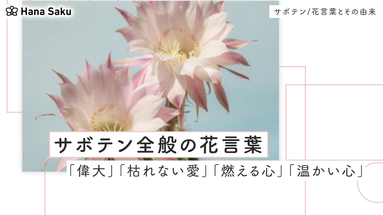 サボテンの花言葉 種類別 英語の意味 プレゼントにおすすめな3選 Hanasaku