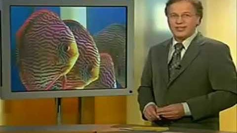 Cá Dĩa Ở Đức - Thiên Đường Cá Cảnh