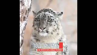 Snow leopard The most beautiful cat Снежный барс Прекраснейшая кошка #entertainment#shorts