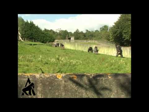 Gorilla Walks Like A Man!