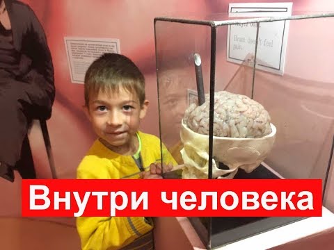 Смотреть фото Музей внутри человека на ВДНХ. Куда сходить с ребенком в Москве новости россия москва Смотреть фото Музей внутри человека на ВДНХ. Куда сходить с ребенком в Москве новости россия москва