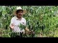 CAFE ESPECIAL DE ECUADOR  Testimonios de Agricultores