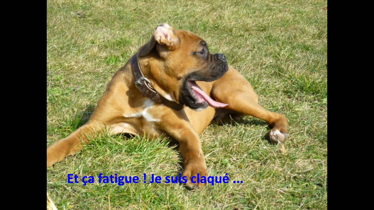 First : Chiot boxer 5 mois - YouTube