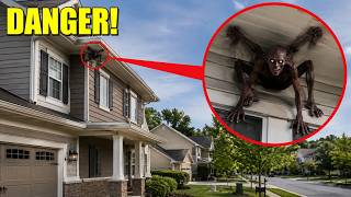 if you see this thing on the roof stay away it was living inside