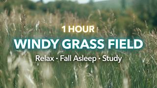 1 Hour Windy Grass Field Ambience 🌾 Gentle Wind Sounds for Sleep &amp; Relaxation