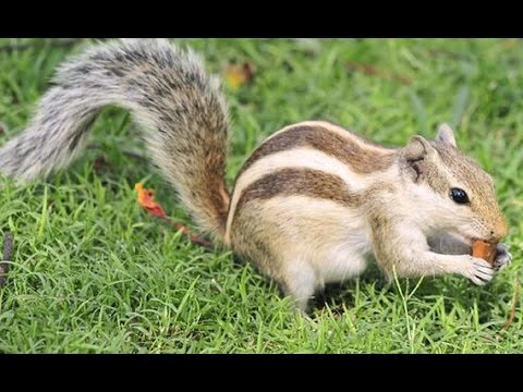 Indian Squirrel Play | गिलहरी रानी बड़ी सयानी |