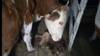 видео: Переходила на 15 дней и всё-равно проспали отёл картинка: Переходила на 15 дней и всё-равно проспали отёл