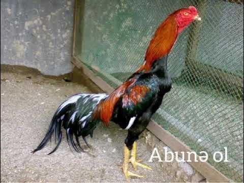 Bronxit paytida jinsiy aloqa