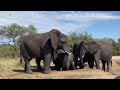 Protective Mother, Setombe, the Oldest, Biggest Female Elephant in the Herd