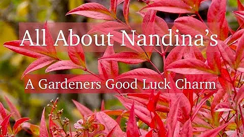 Discover the Beauty of Nandina Domestica - A Gardener's Good Luck Charm
