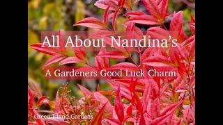 All About Nandina's -  A Gardeners Good Luck Charm