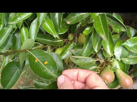 Vídeo: Pear Leaf Blight and Fruit Spot - Aprenda a Tratar Pera Fruit Spot