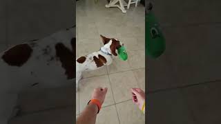 Puppy Playing Keep Away From Me ? 🐶  #puppy #bassethound #basset #dog by Life With Dogs And Horses ! 302 views 11 days ago 1 minute, 23 seconds
